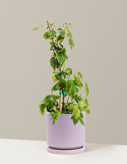 Heritage Raspberry