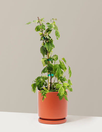Heritage Raspberry