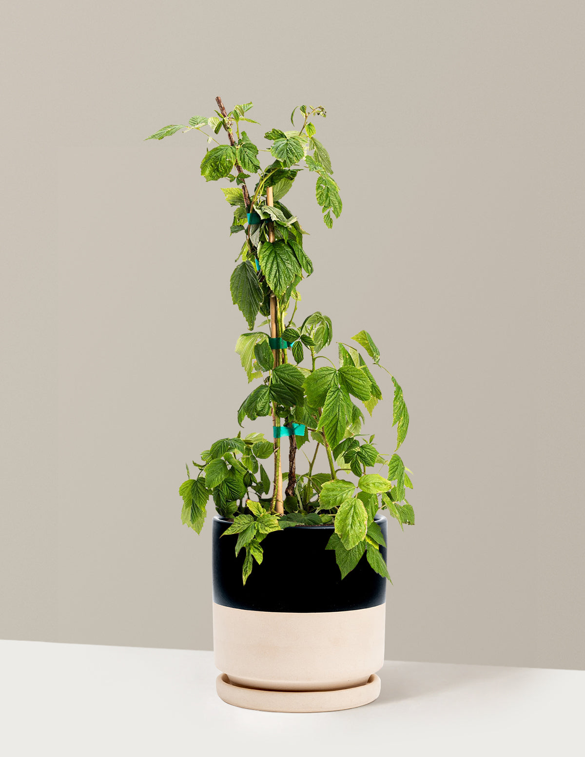 Heritage Raspberry