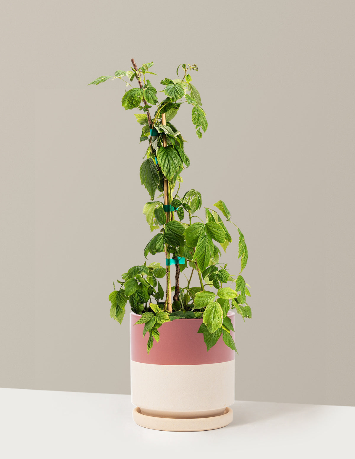 Heritage Raspberry