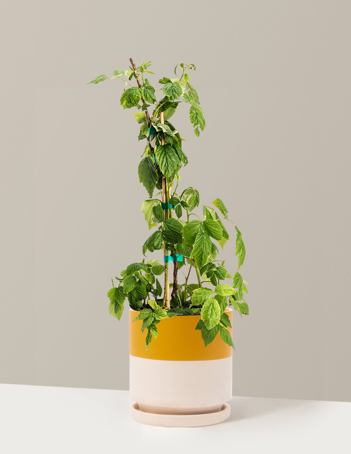 Heritage Raspberry
