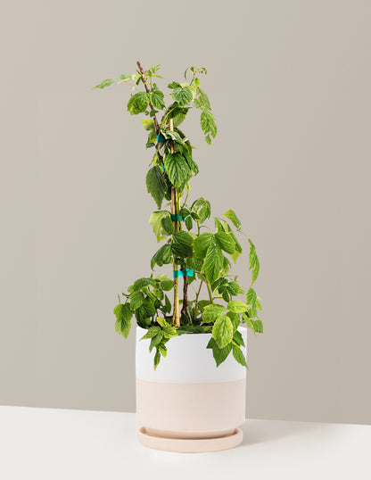 Heritage Raspberry