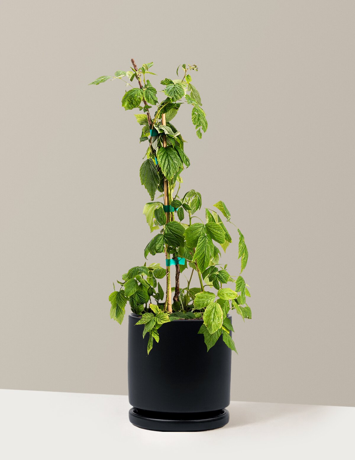 Heritage Raspberry