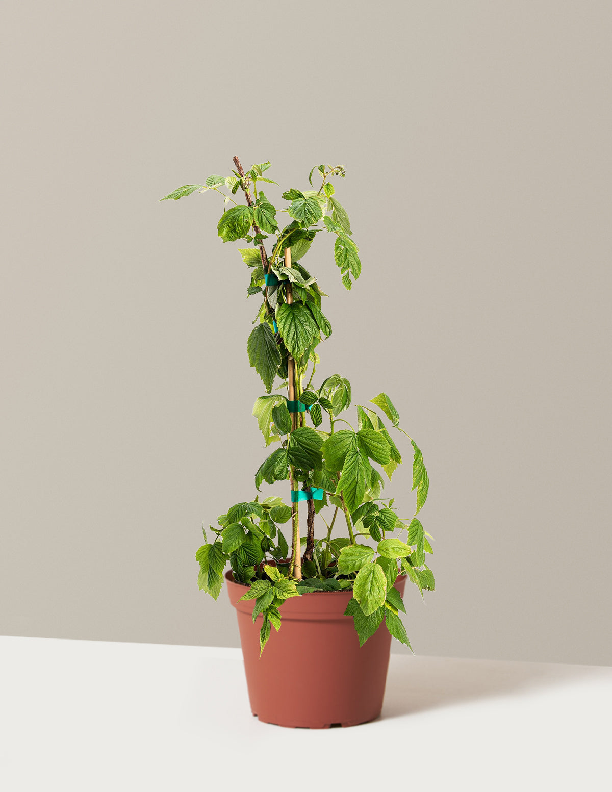 Heritage Raspberry