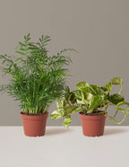bundle | Medium | Grow Pot