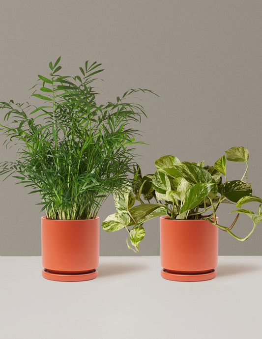 bundle | Medium | Isabella | Rust