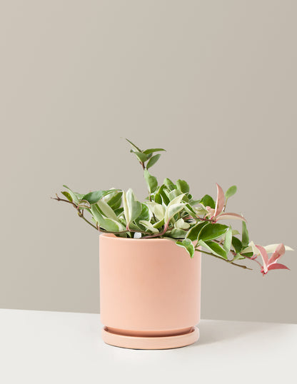 Hoya Carnosa Tricolor