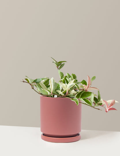 Hoya Carnosa Tricolor