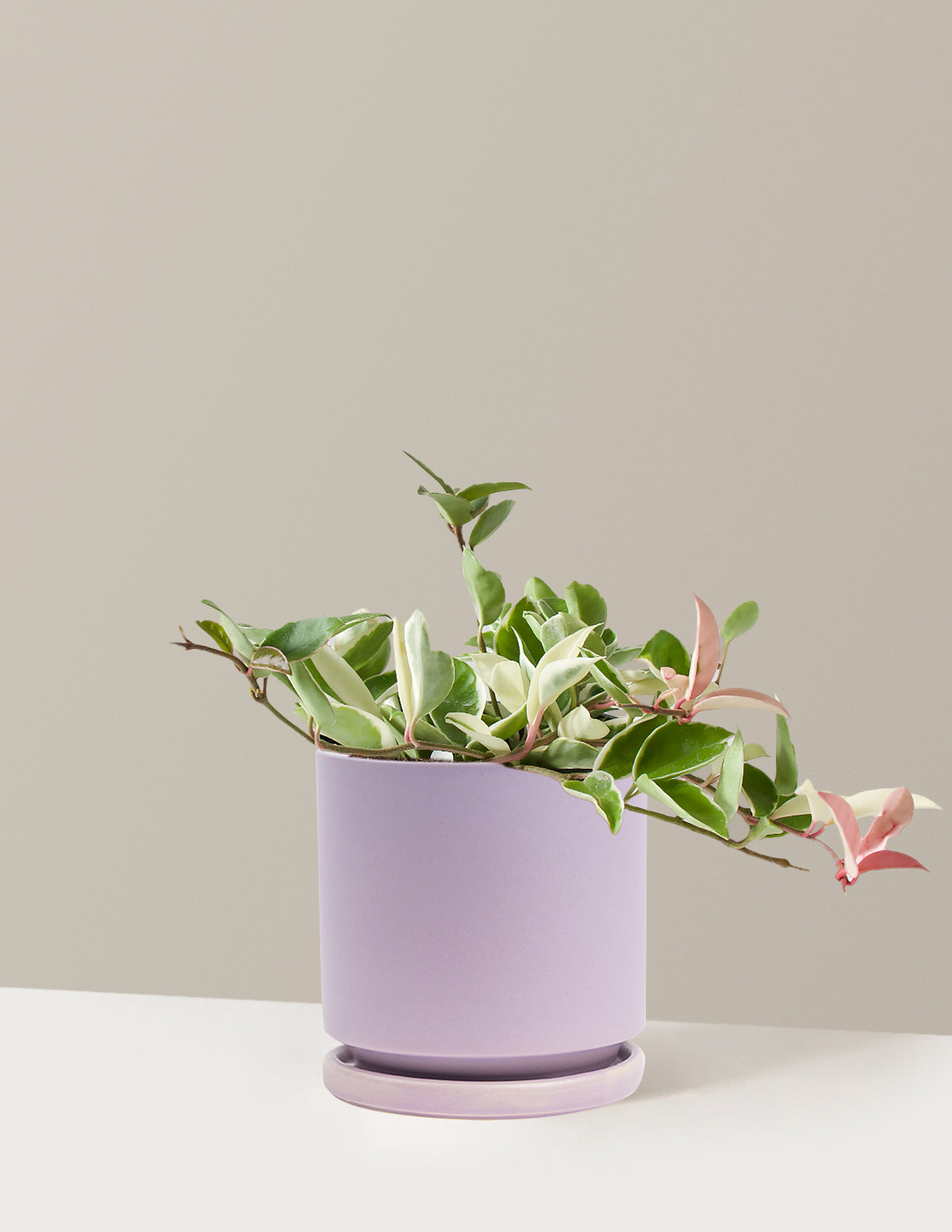 Hoya Carnosa Tricolor | Unique, rare, vining houseplants for