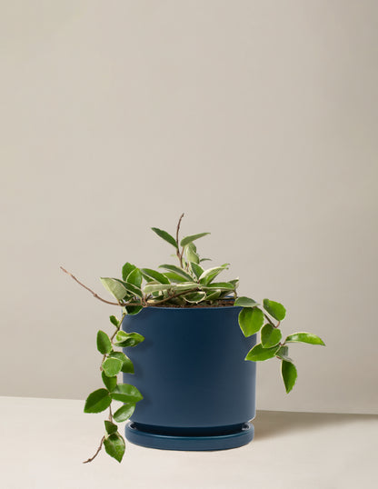 Hoya Carnosa Tricolor