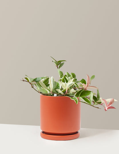 Hoya Carnosa Tricolor