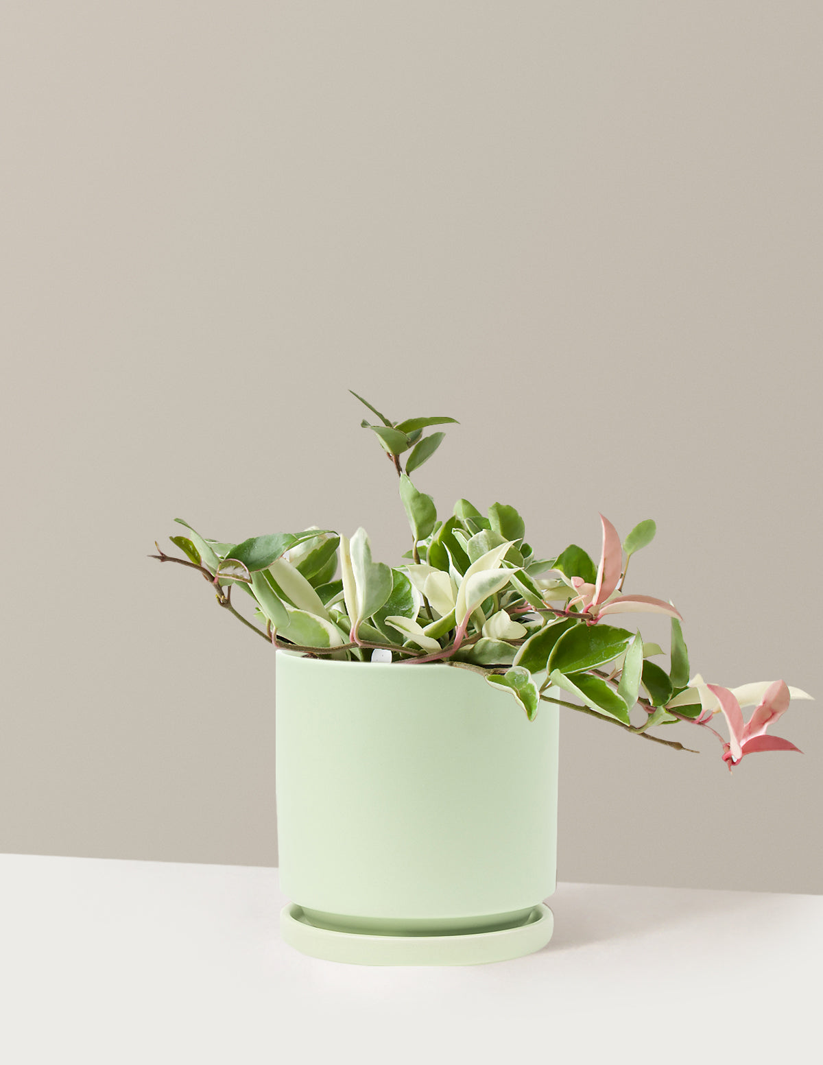 Hoya Carnosa Tricolor | Unique, rare, vining houseplants for