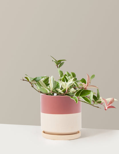 Hoya Carnosa Tricolor