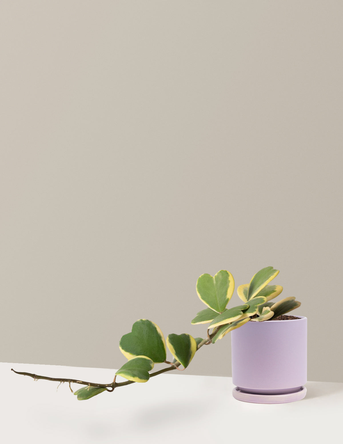bundle | Medium | Isabella | Lavender