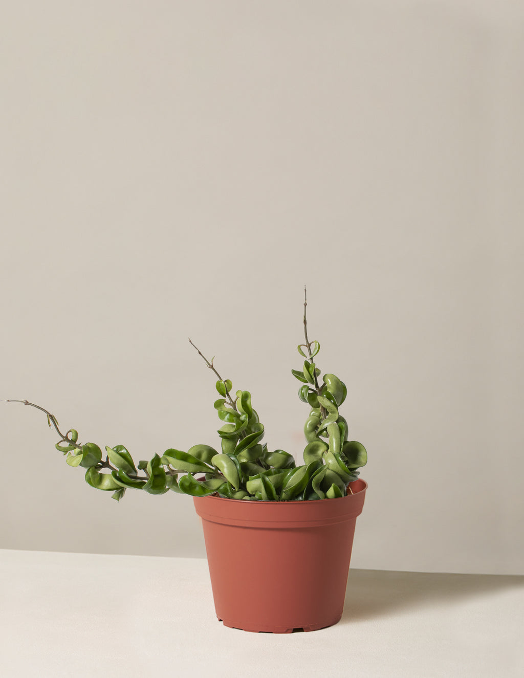 bundle | Medium | Grow Pot