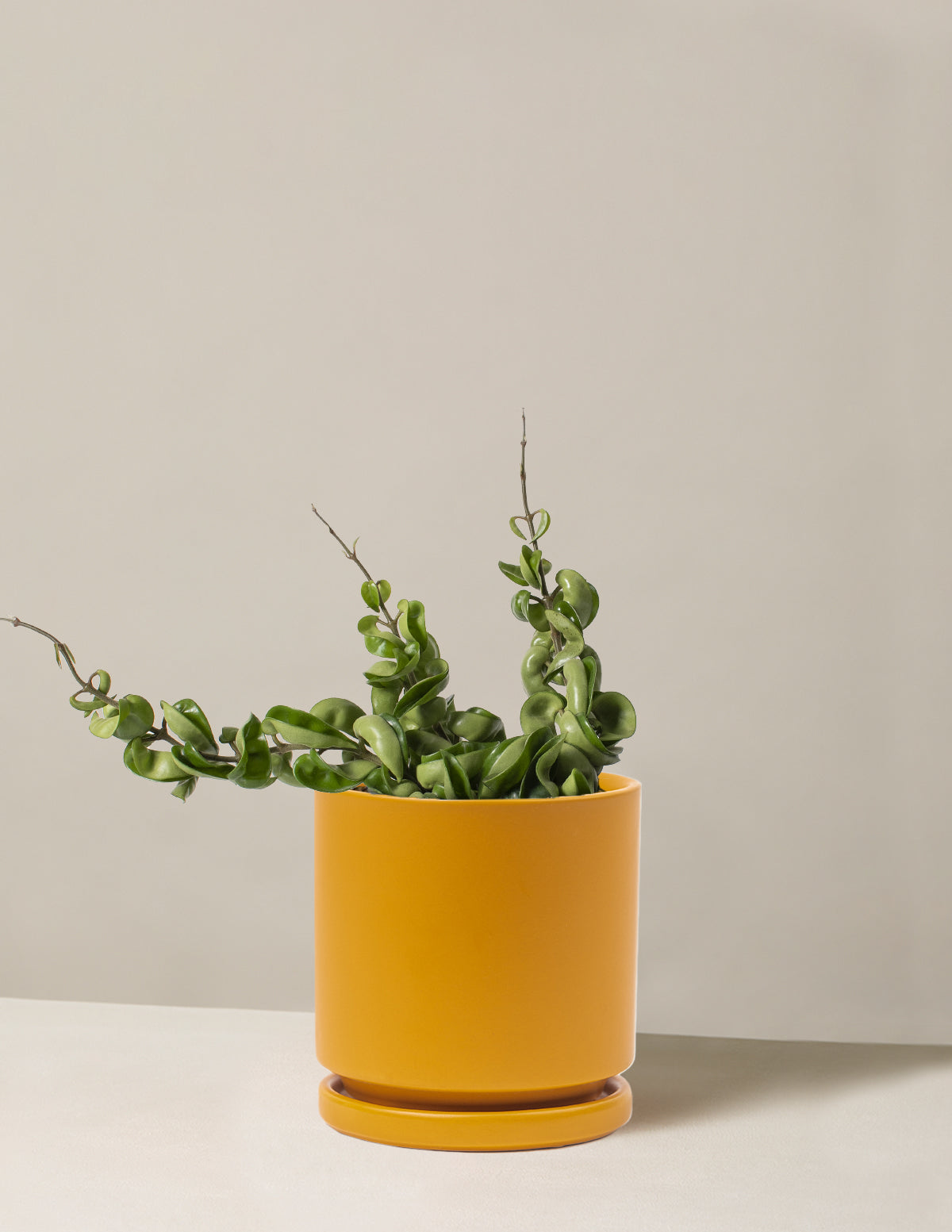 bundle | Medium | Isabella | Mustard
