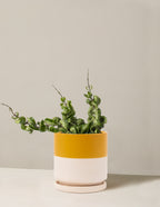 bundle | Medium | Isabella | Top Half Mustard
