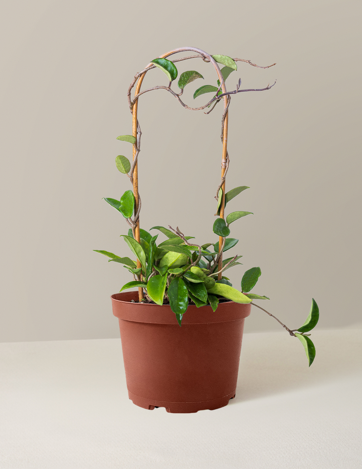 Hoya Pubicalyx Hoop