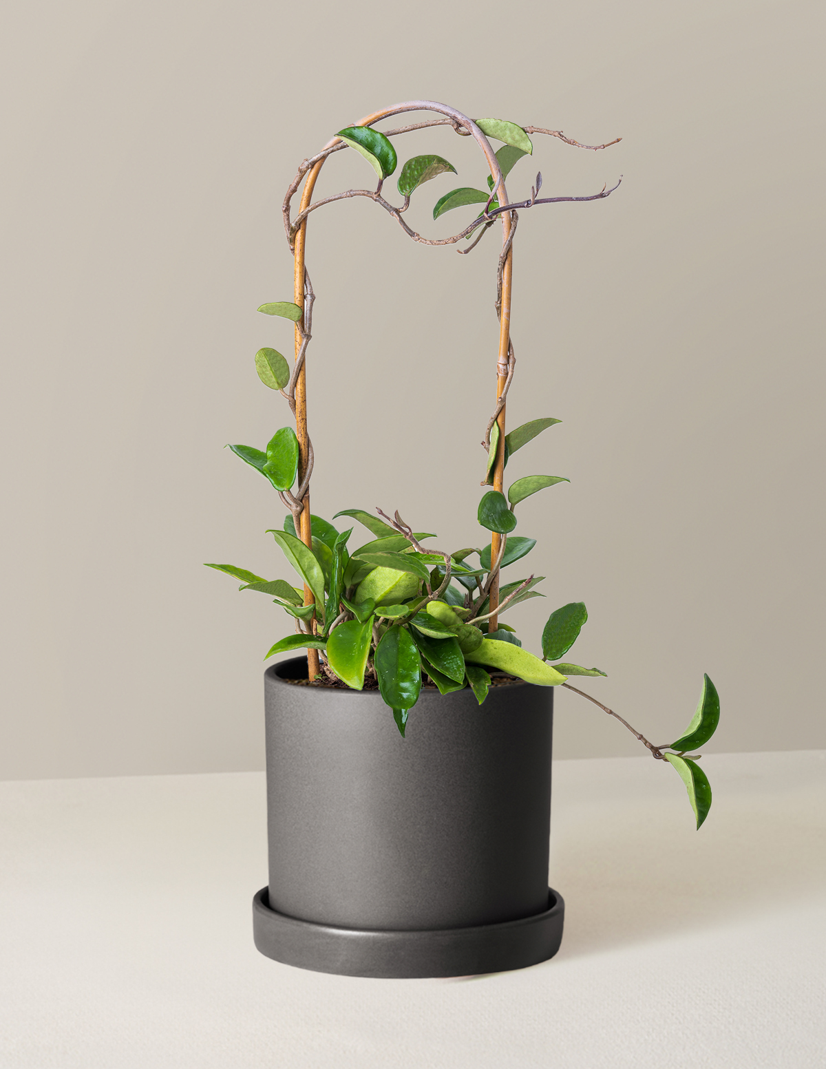 Hoya Pubicalyx Hoop