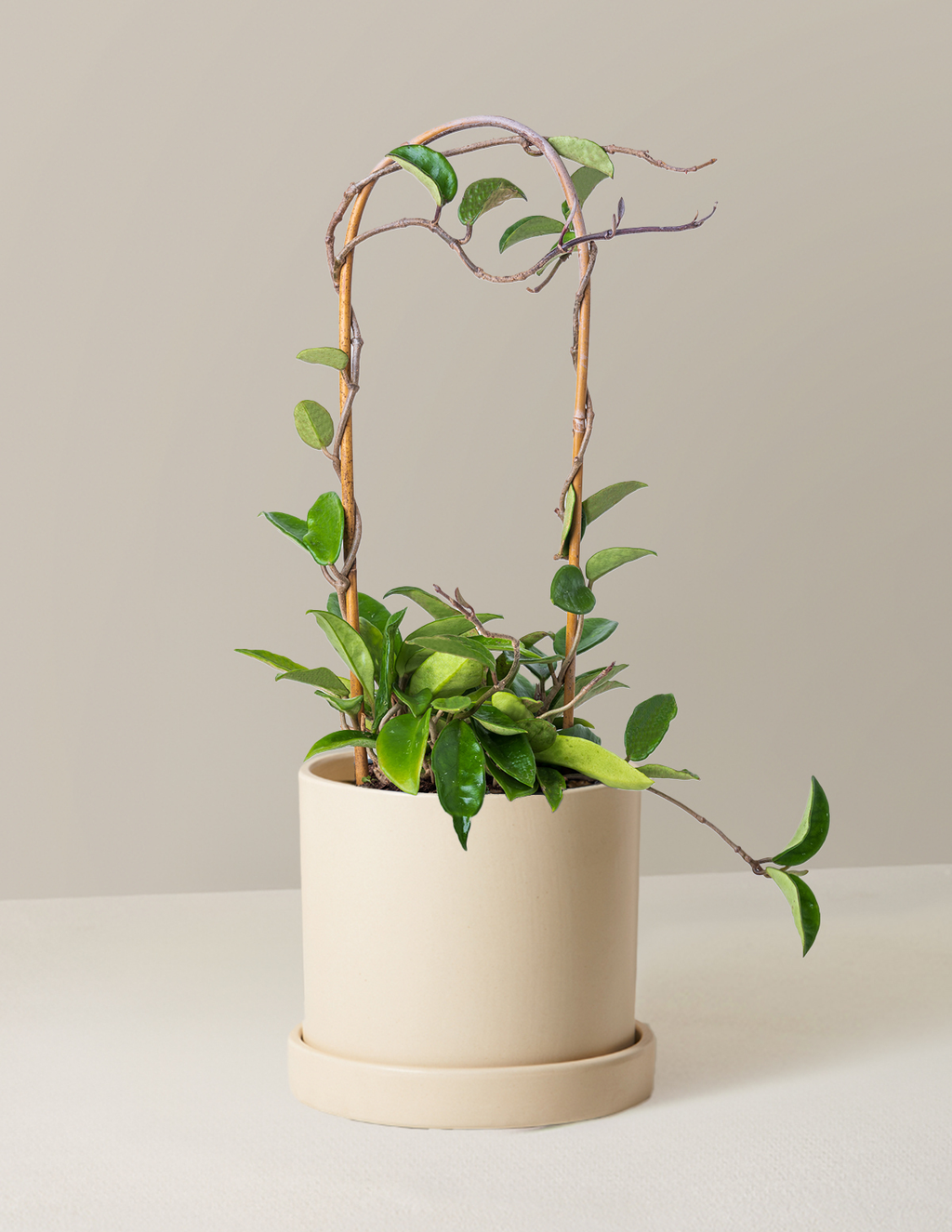 Hoya Pubicalyx Hoop
