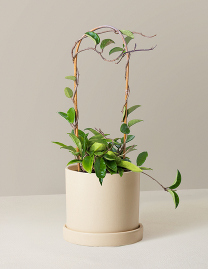 Hoya Pubicalyx Hoop