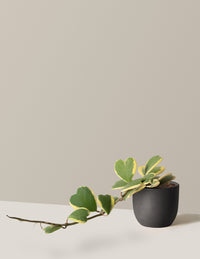 Trailing Hoya Heart