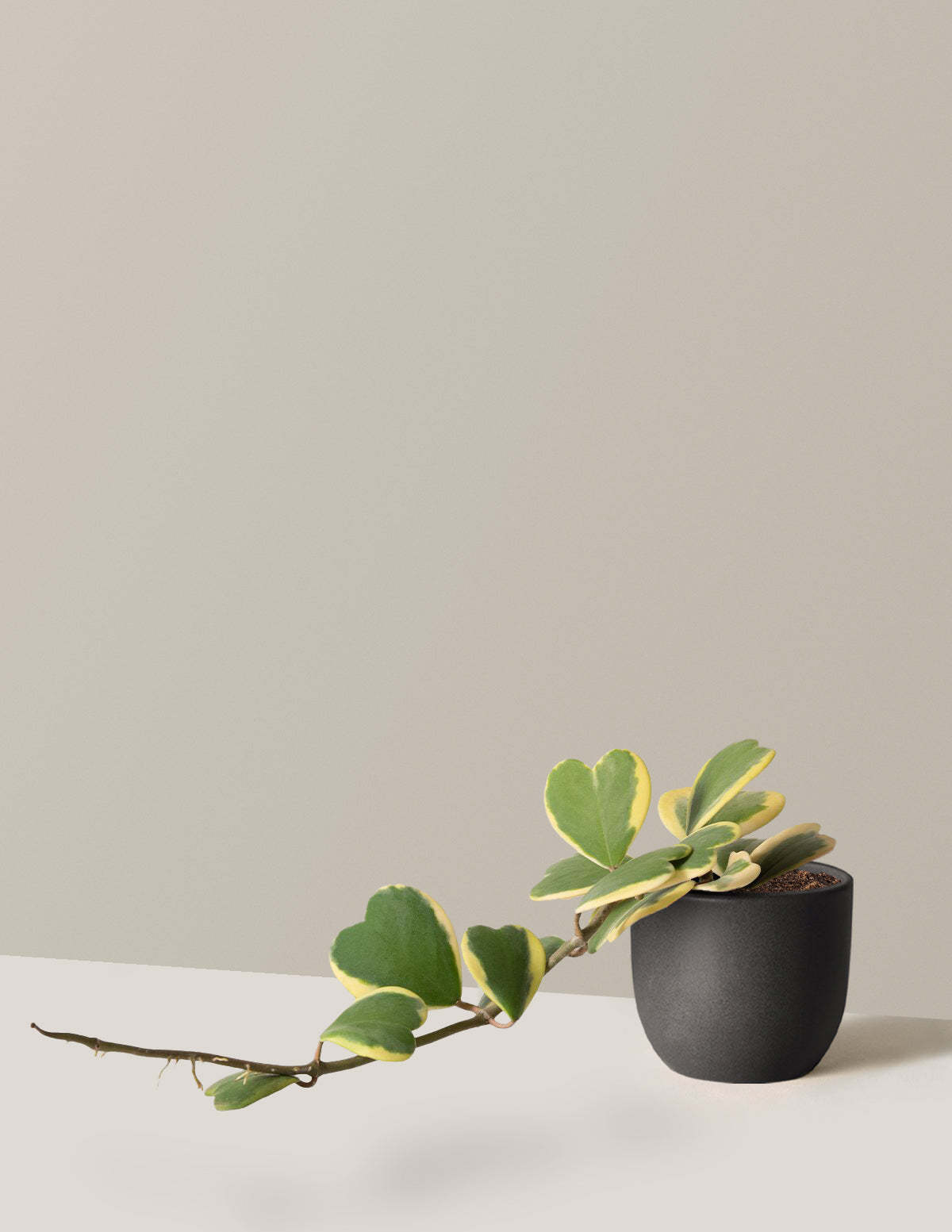 Trailing Hoya Heart