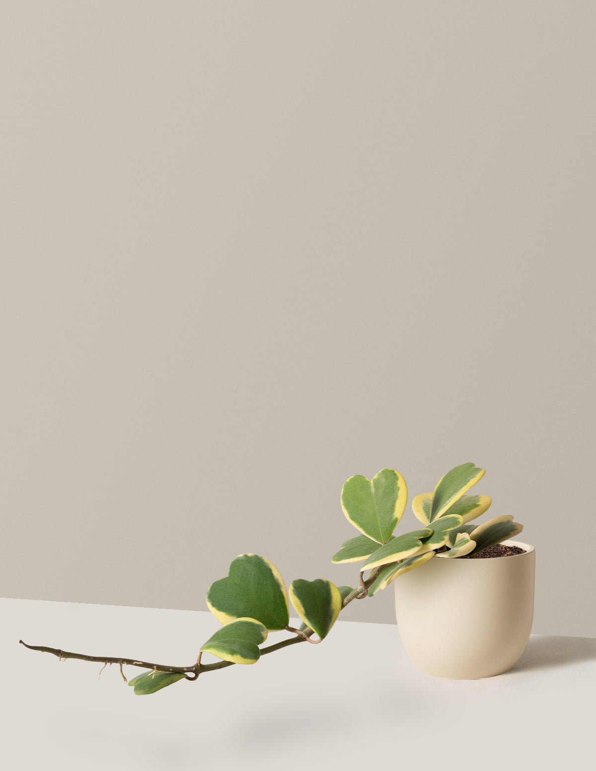 Trailing Hoya Heart