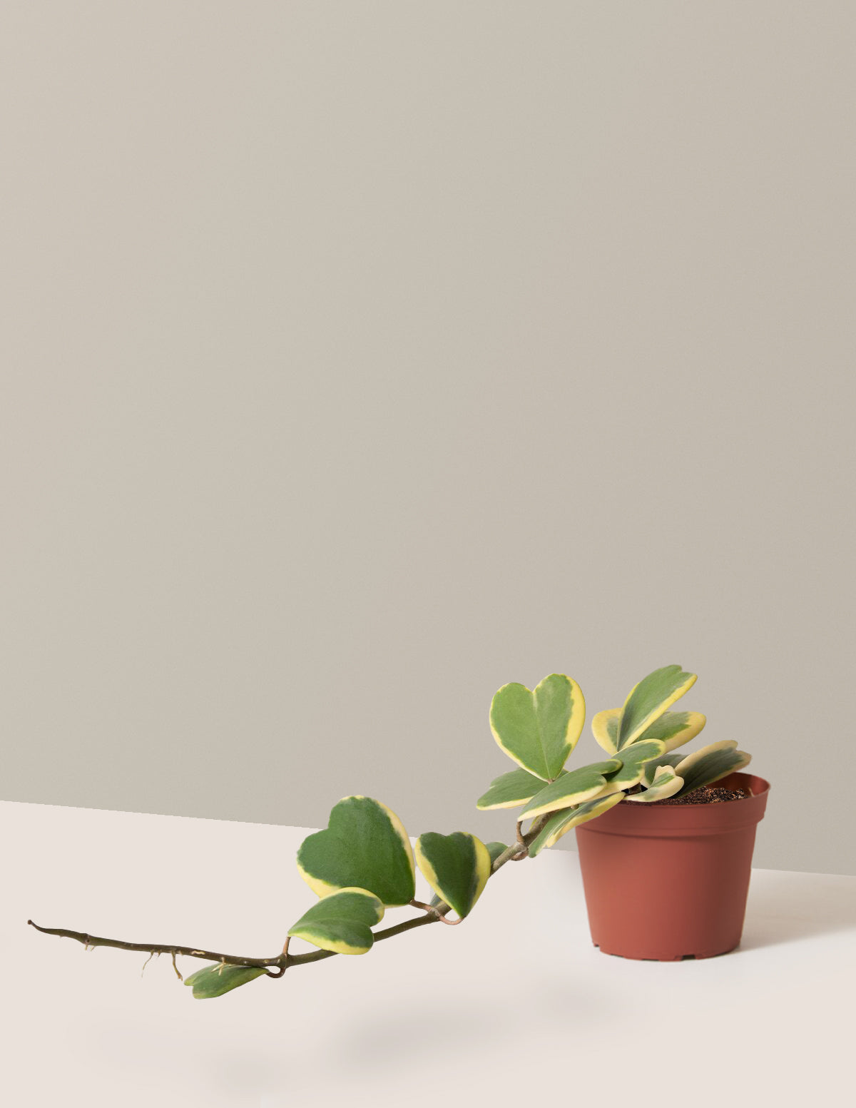 Trailing Hoya Heart