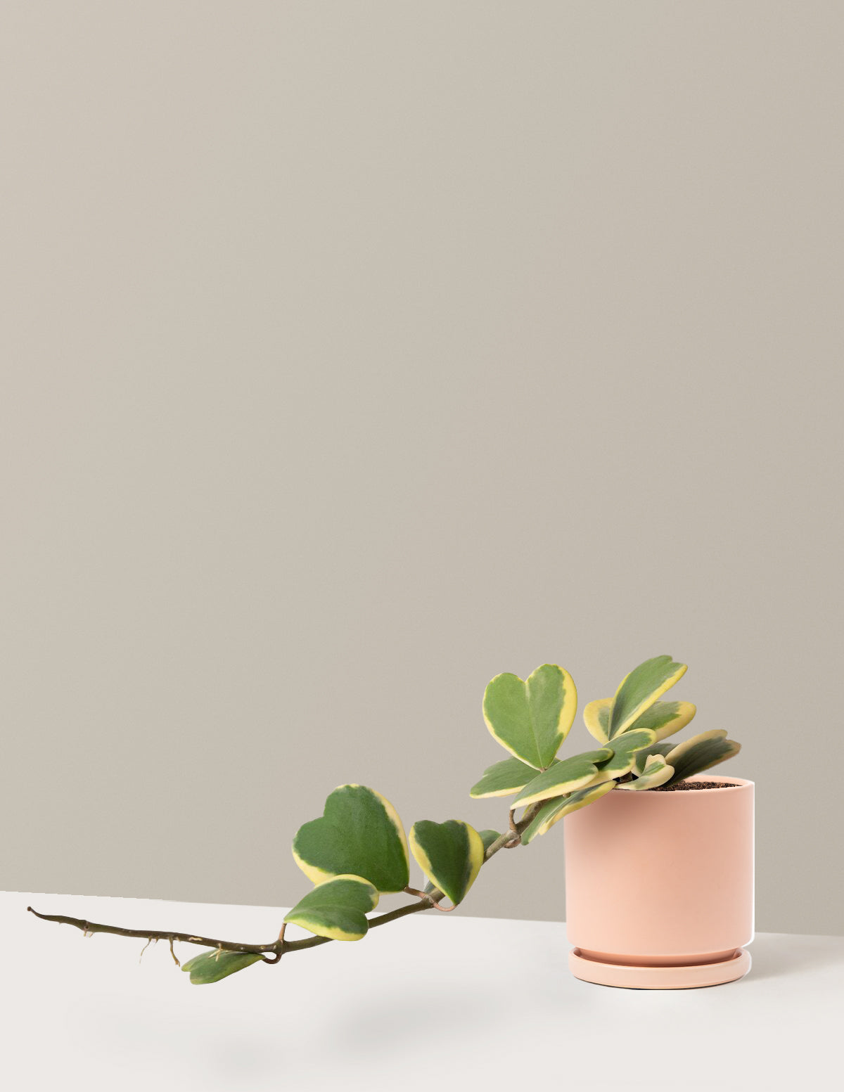 Trailing Hoya Heart