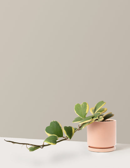 Trailing Hoya Heart