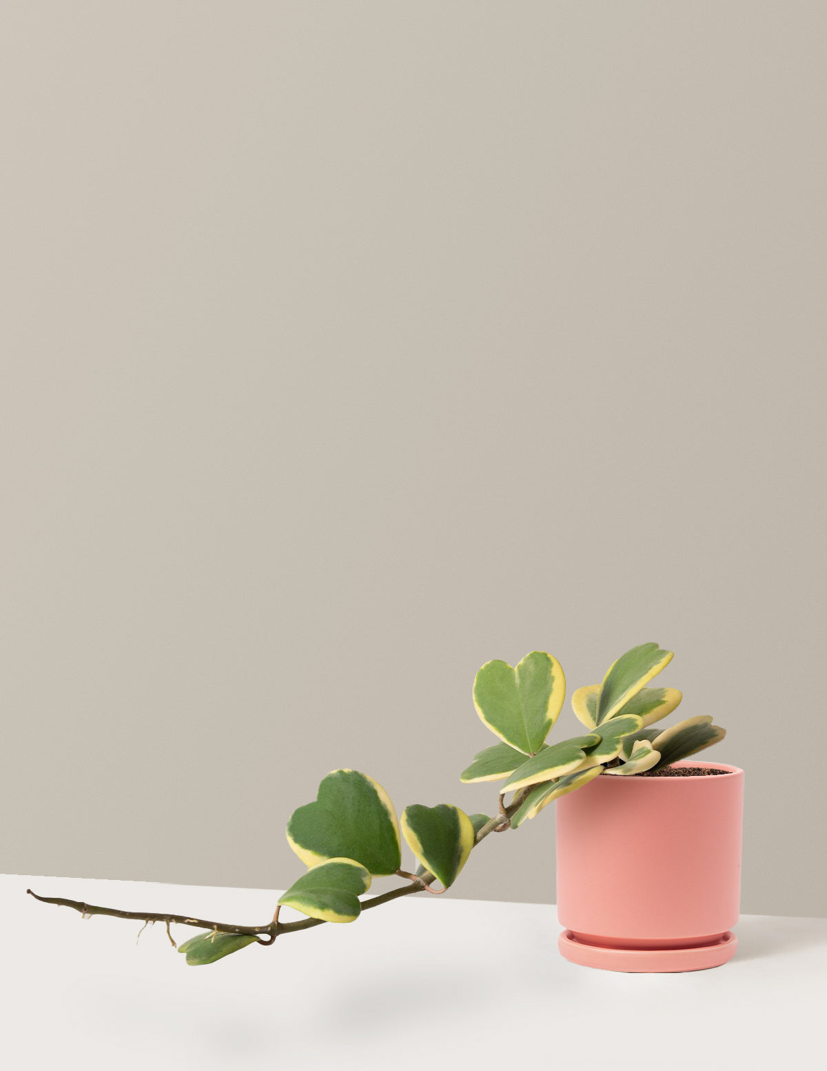 Trailing Hoya Heart