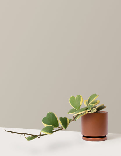 Trailing Hoya Heart