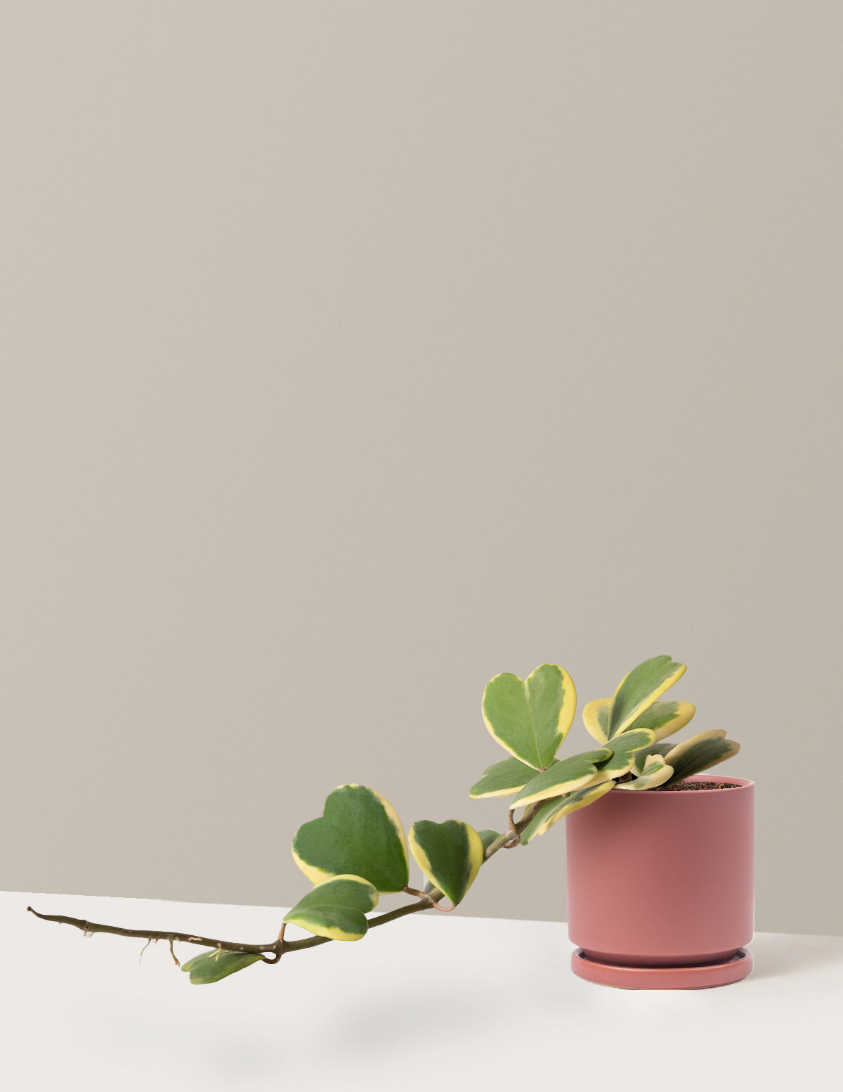 Trailing Hoya Heart