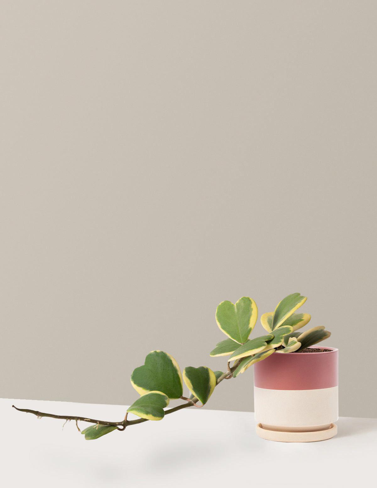 Trailing Hoya Heart