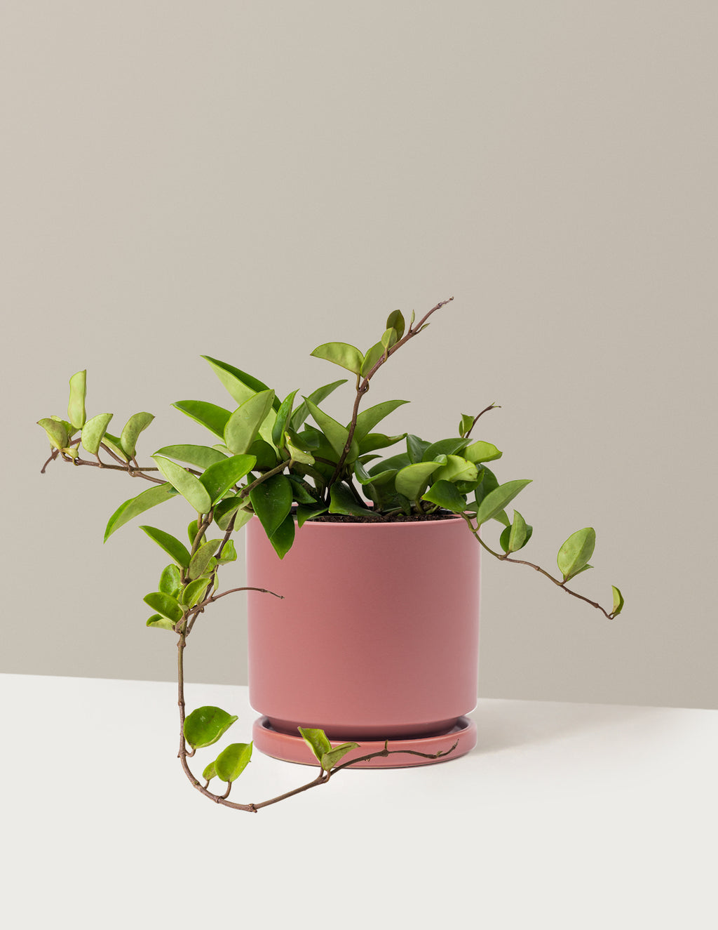 bundle | Medium | Isabella | Dusty Rose