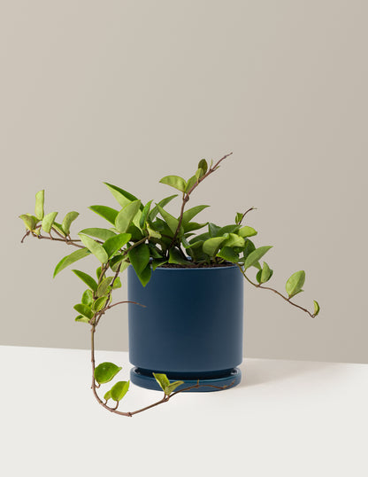 Hoya Pubicalyx Green