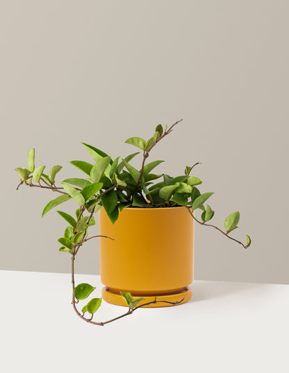 pots for hoya plants Hoya Pubicalyx Green Houseplant with Planter - Medium (7-11" tall) Cream Planter