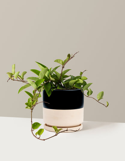 Hoya Pubicalyx Green