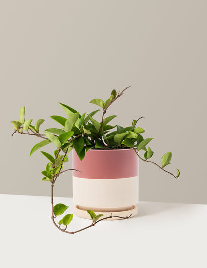 Hoya Pubicalyx Green