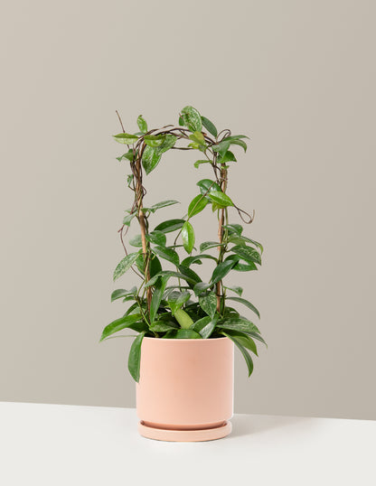 Hoya Pubicalyx Hoop