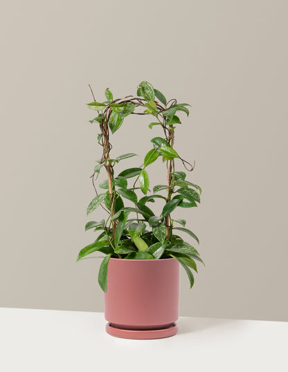 Hoya Pubicalyx Hoop