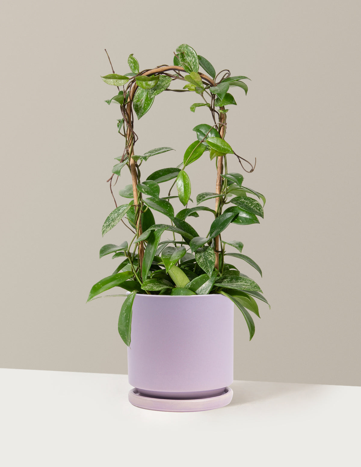 bundle | Medium | Isabella | Lavender