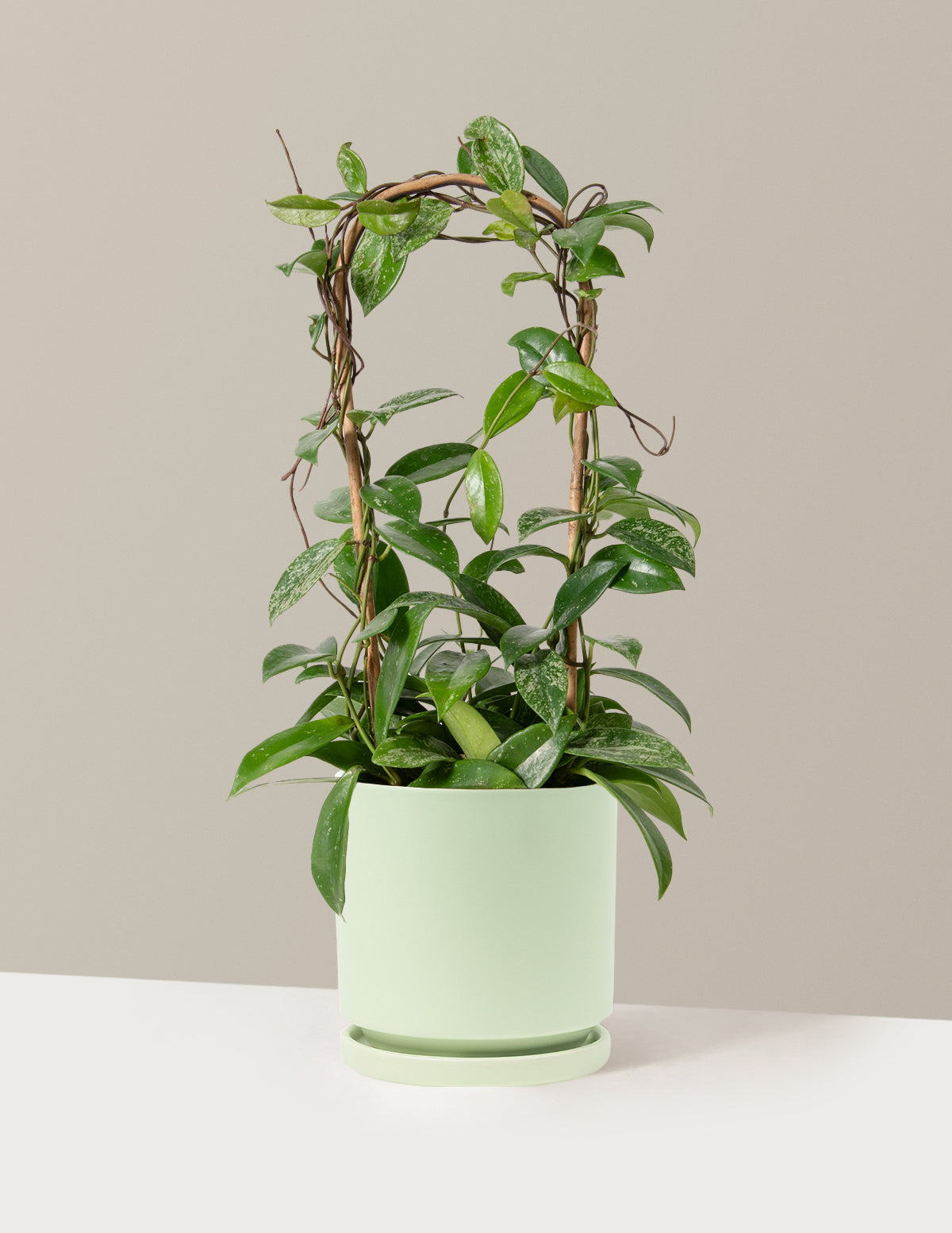 bundle | Medium | Isabella | Sage