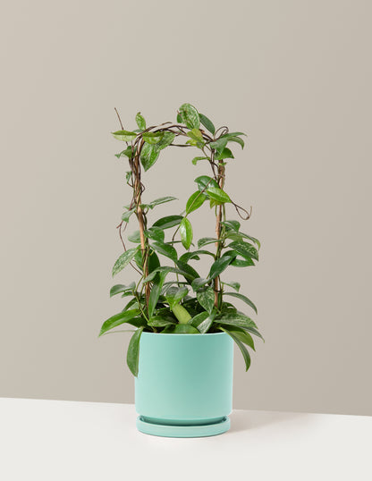 Hoya Pubicalyx Hoop