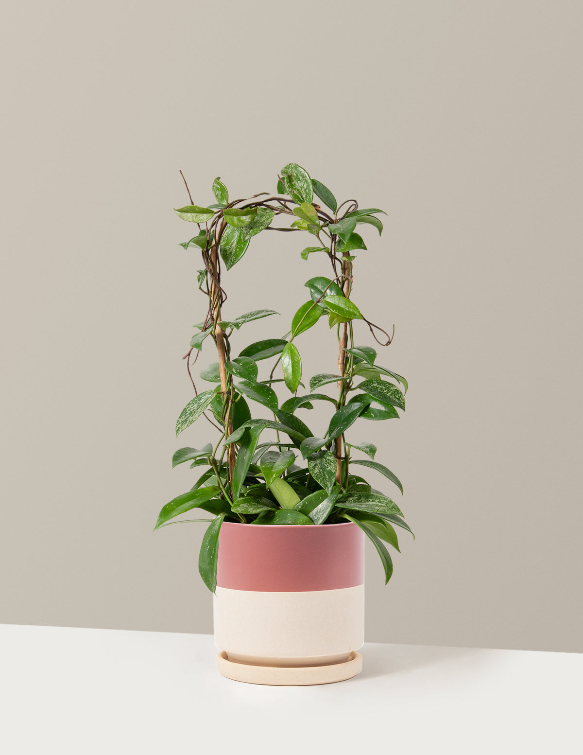 Hoya Pubicalyx Hoop