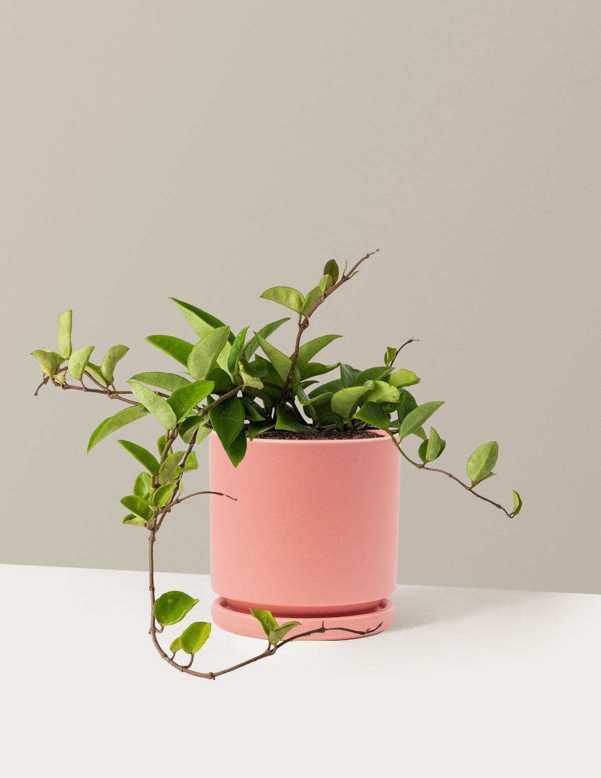 bundle | Medium | Isabella | Bubblegum