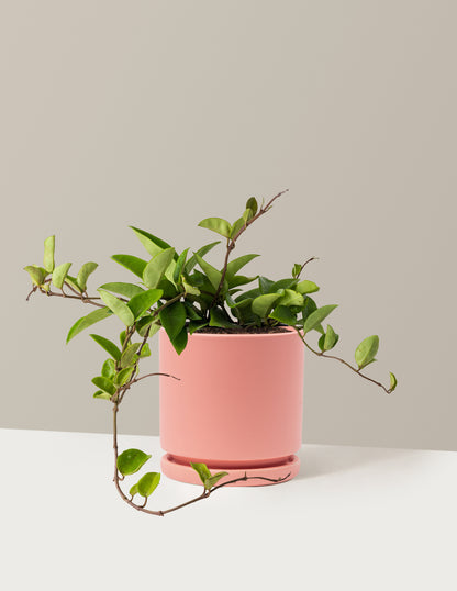 bundle | Medium | Isabella | Bubblegum