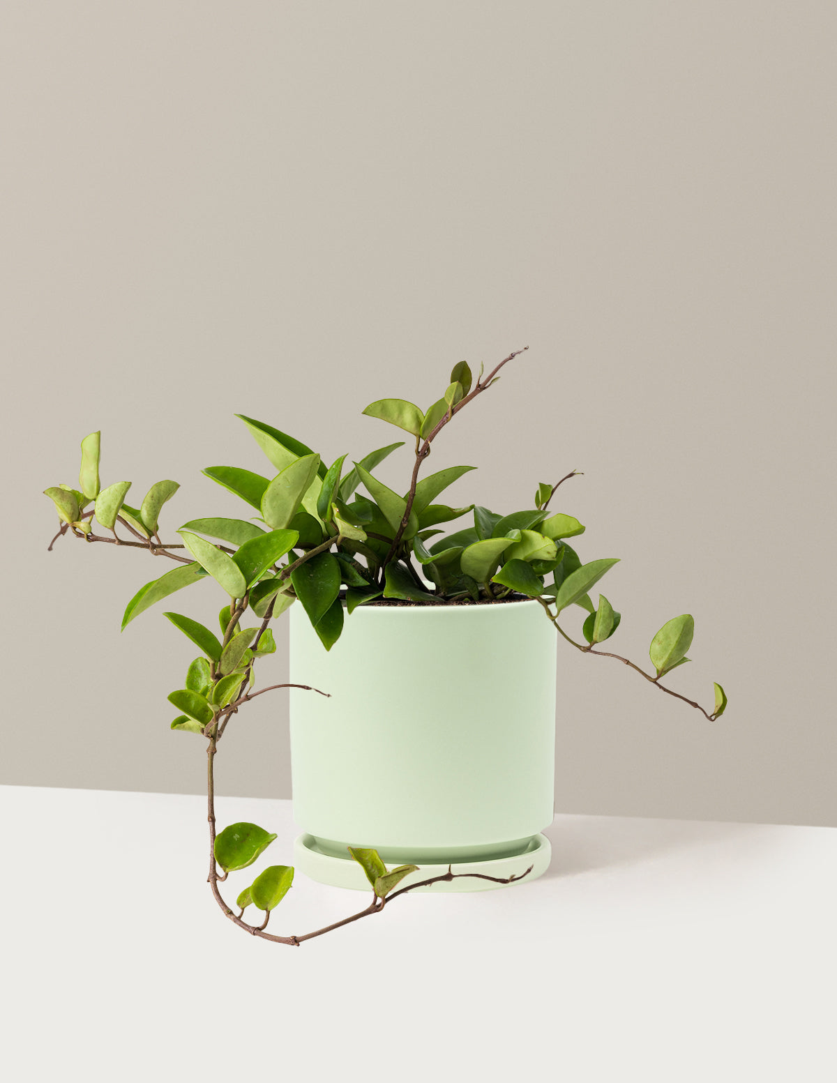 Hoya Pubicalyx | Easy, Beginner-Friendly Houseplants | The Sill