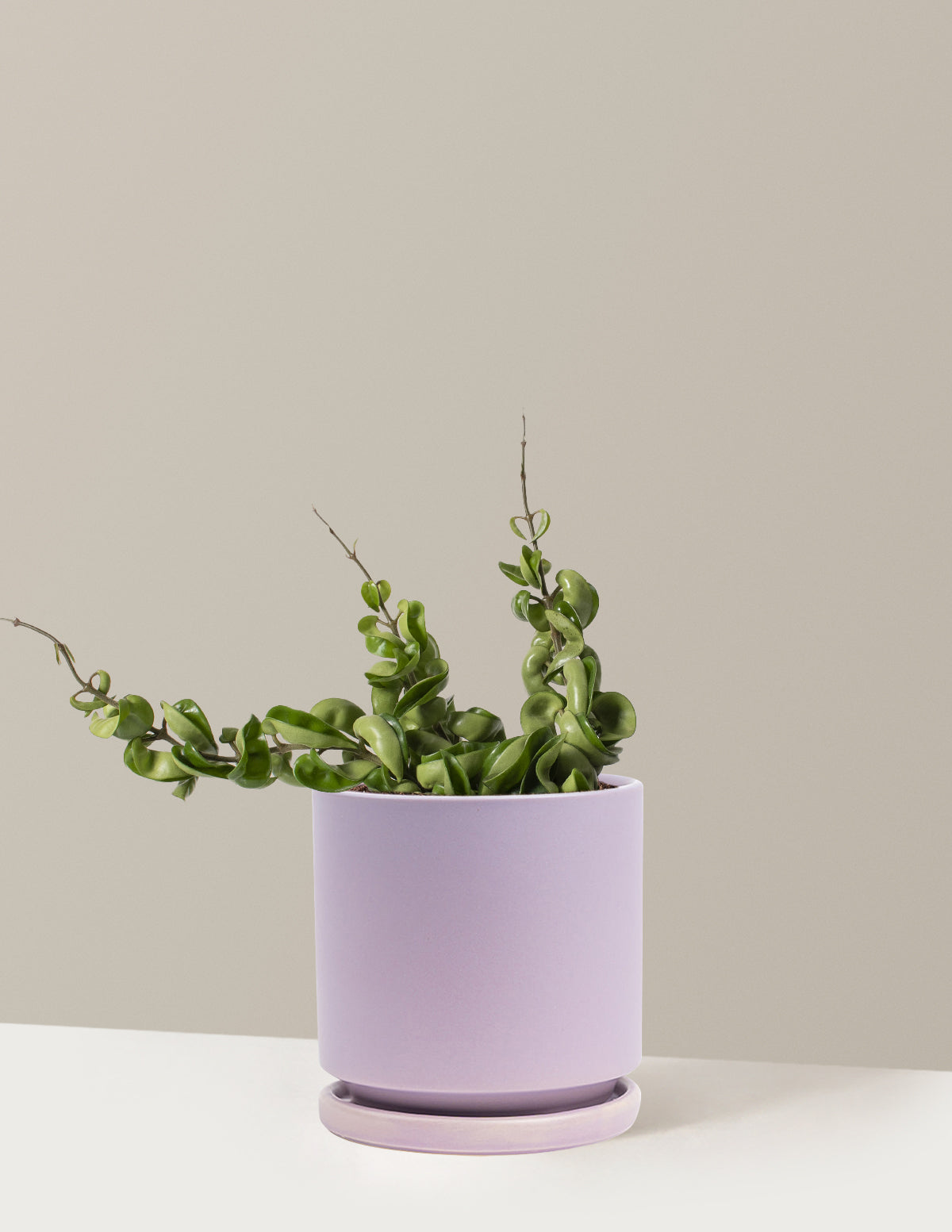 files/the-sill_Medium-Hoya-Rope_Medium_Isabella_Lavender_Variant.jpg